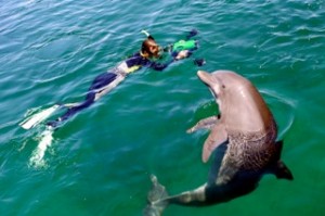 Kathleen Dudzinski and dolphin